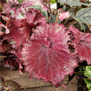 Begonia 'Rosy Jewel'